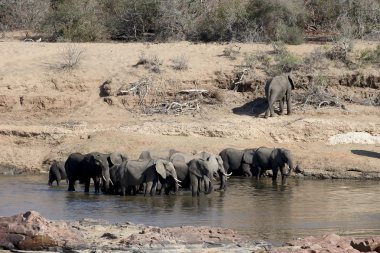 Afrika fili, loxodonta africana 