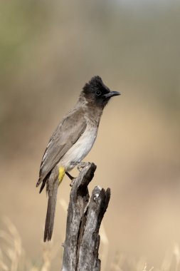 Ortak veya siyah gözlü Bülbül, Pycnonotus barbatus