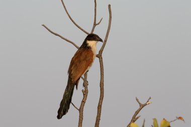 Burchell coucal, Centropus burchell