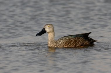 Cape shoveler, Anas smithii