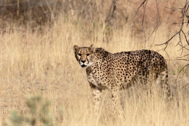 Çita, acinonyx jubatus