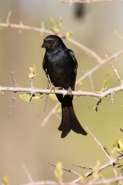 Çatal kuyruklu çaylak herif, Dicrurus adsimilis