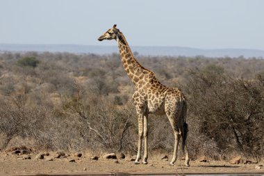 zürafa, zürafa zürafa