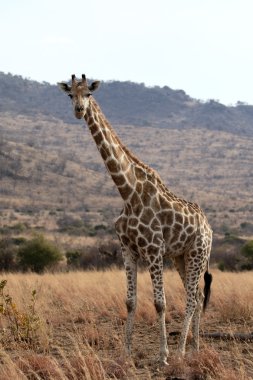 zürafa, zürafa zürafa