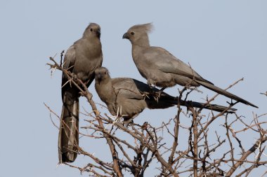 gri lourie, corythaixoides concolor