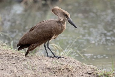 Hamerkop, Scopus umbretta