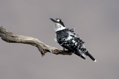 Pied kingfisher, Ceryle rudis clipart