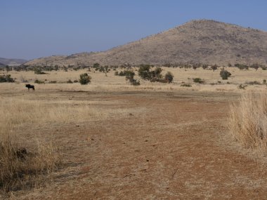 Manyane Gate, Pilanesburg Milli Parkı
