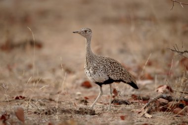 Kırmızı ibikli damla, Lophotis ruficrista