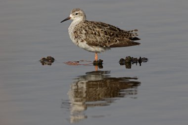 Ruff, Philomachus pugnax 