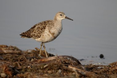 Ruff, Philomachus pugnax 
