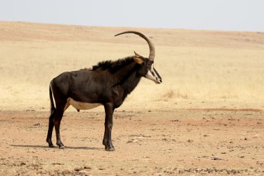 Samur, Hippotragus Nijer