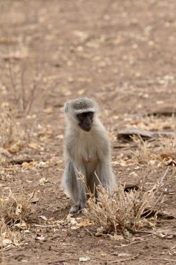 Vervet maymun, Chlorocebus pygerythrus