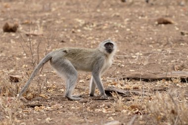 Vervet maymun, Chlorocebus pygerythrus