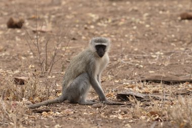 Vervet maymun, Chlorocebus pygerythrus