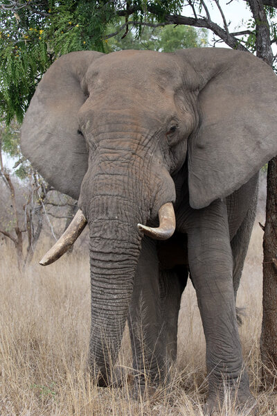 African elephant, Loxodonta africana, single mammal in bush, South Africa, August 2015