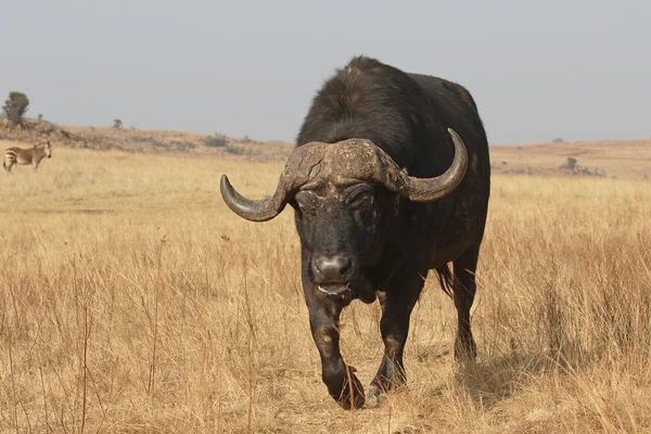 Afrikanischer Büffel, Syncerus caffer — Stockfoto