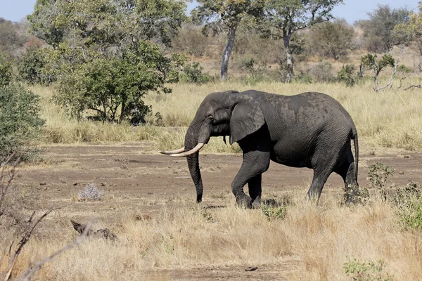 Slon africký, loxodonta africana — Stock fotografie