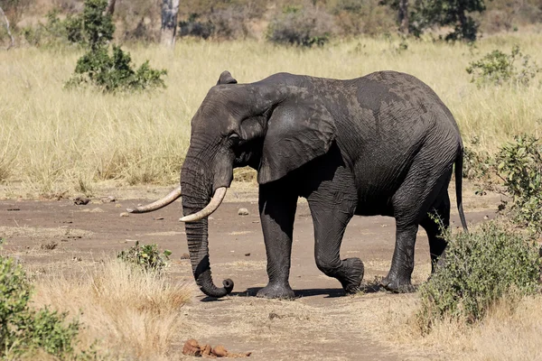 African elephant, Loxodonta africana — Stock Photo, Image