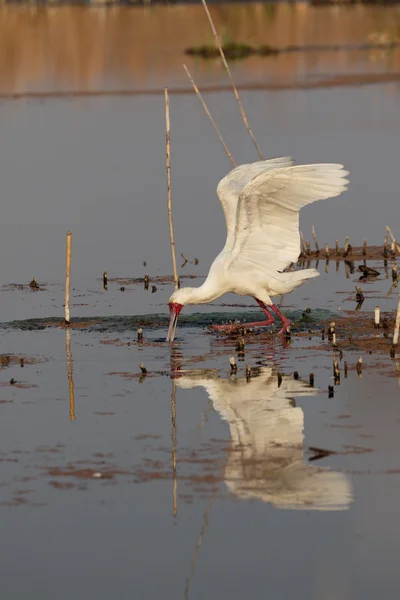 Cuillère africaine, Platalea alba — Photo