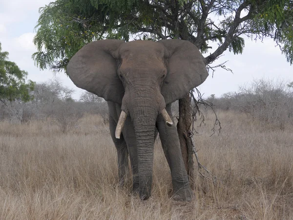 Slon africký, loxodonta africana — Stock fotografie