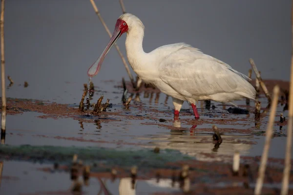 Afrikansk skedstork, platalea alba — Stockfoto