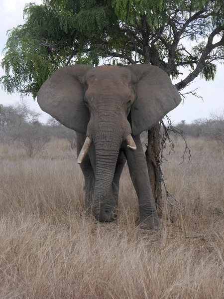 Elefante africano, Loxodonta africana — Fotografia de Stock