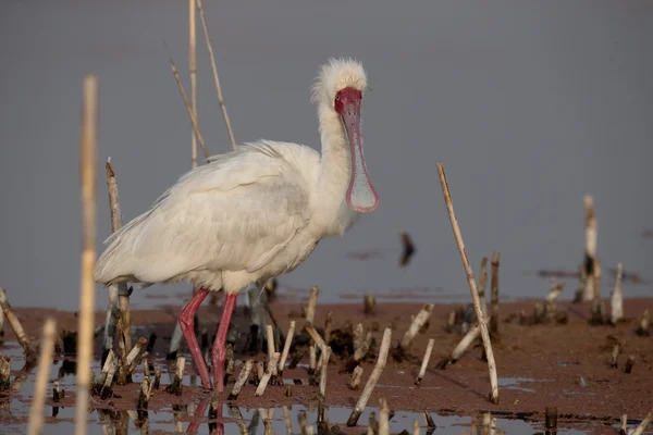 Cucchiaio africano, Platalea alba — Foto Stock