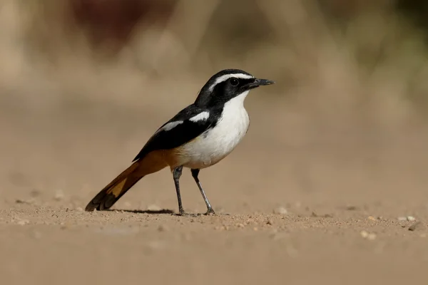 Africano de garganta branca robin-chat, Cossypha humeralis — Fotografia de Stock