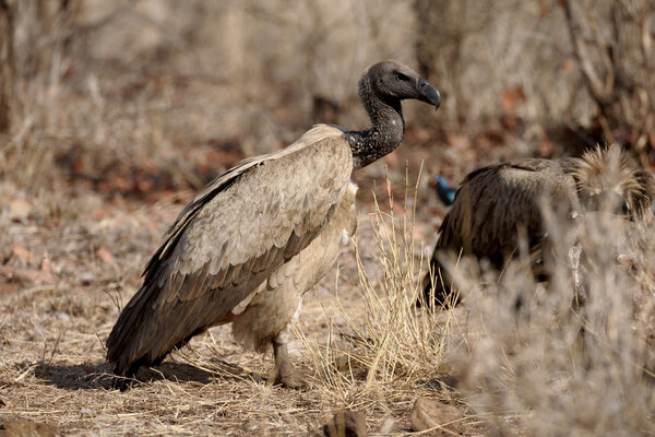African white-backed vulture, Gyps africanus