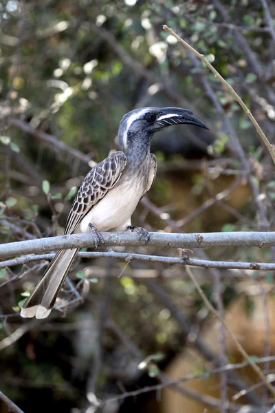 Afryki grey hornbill, Tockus nasutus — Zdjęcie stockowe