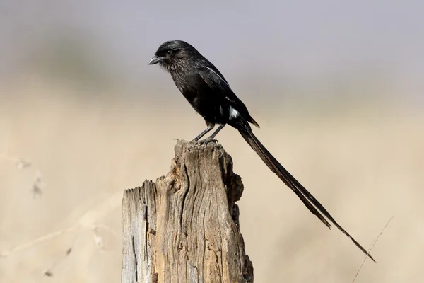 Afrcian lång-tailed shike eller skata törnskata, Urolestes melanoleuc — Stockfoto