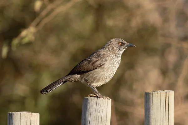 Pijl-gemarkeerd babbler, Turdoides jardinei — Stockfoto