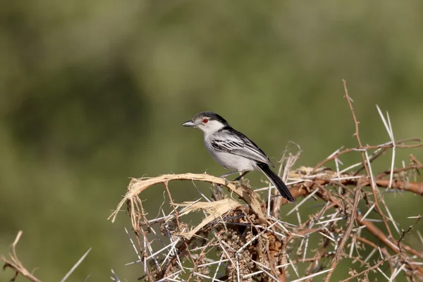 Puffback de apoio preto, Dryoscopus cubla — Fotografia de Stock