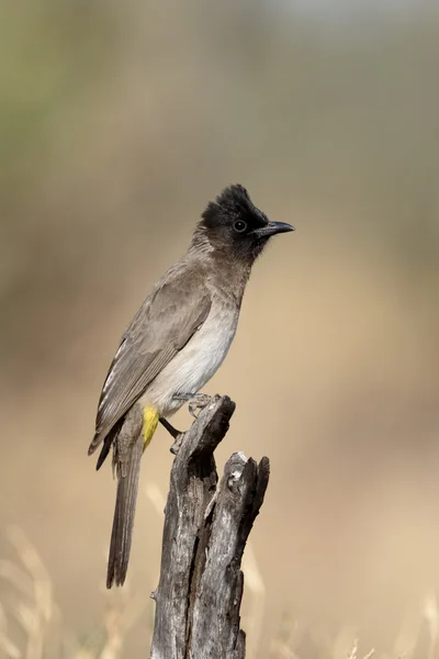 常见或黑眼睛鹎、 鹎 barbatus — 图库照片