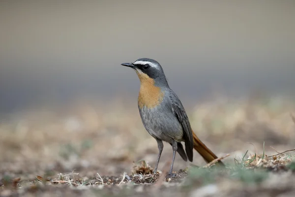 Cape robin-chat, Cossypha caffra — Stockfoto