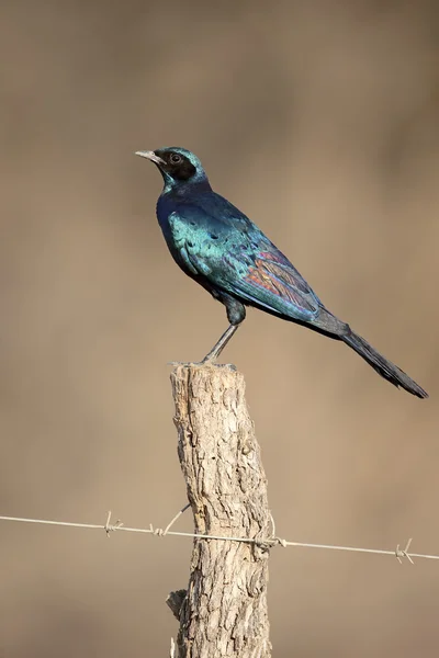 Burchells starling, Lamprotornis australis — Stockfoto