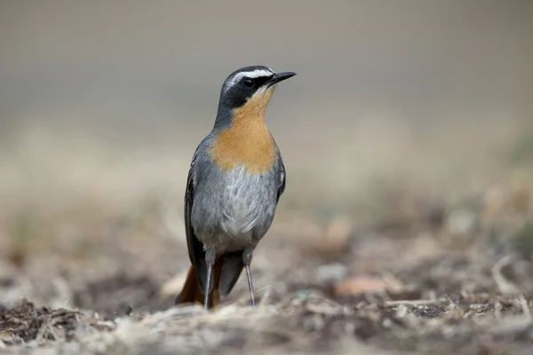 Cape robin-chat, Cossypha caffra — Stockfoto