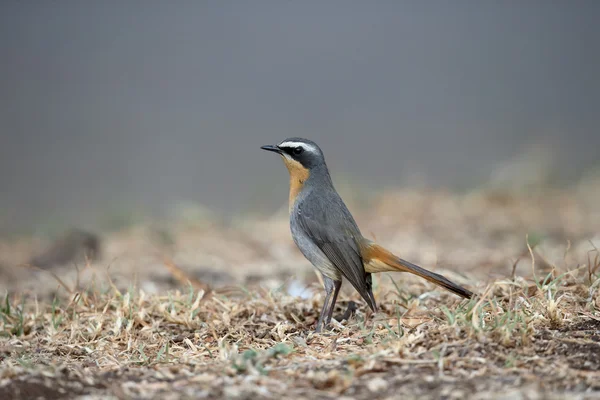 Cape robin-sohbet, Cossypha caffra — Stok fotoğraf