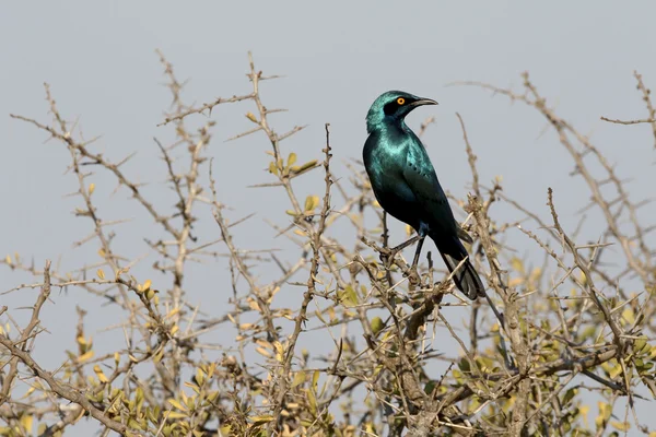 Cape starling, Lamprotornis nitens — Stok fotoğraf