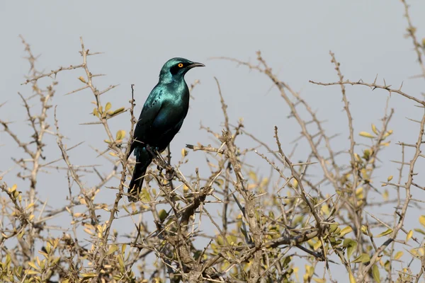 Cape starling, Lamprotornis nitens — Stok fotoğraf