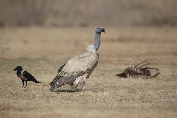 Buitre del Cabo, Gyps coprotheres — Foto de Stock