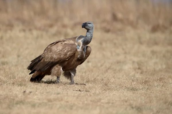 Cape vulture, Gyps coprotheres — Stock Photo, Image