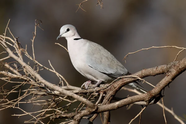 Kilpikonnankyyhkynen tai kyyhkynen, Streptopelia capicola — kuvapankkivalokuva