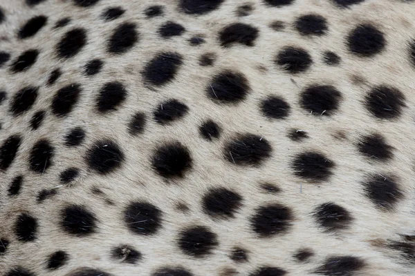 Chita, acinonyx jubatus — Foto de Stock