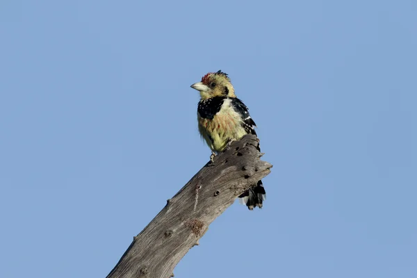 有羽冠的五色鸟，trachyphonus vaillantii, — 图库照片