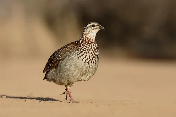 Crested francolin, Peliperdix sephaena — Stockfoto