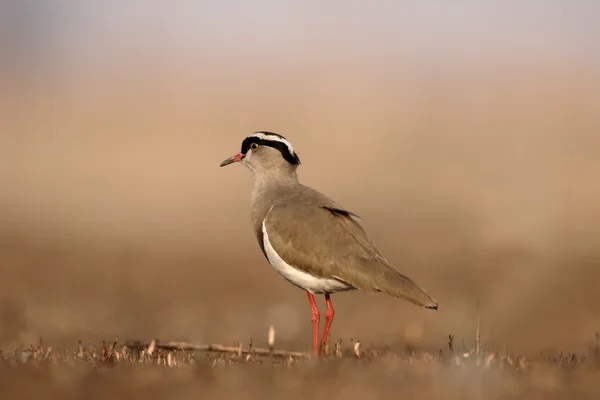 Коронованный зуёк, Vanellus coronatus — стоковое фото