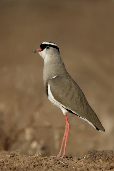 Коронованный зуёк, Vanellus coronatus — стоковое фото