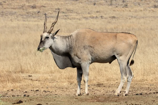 Eland, oryx de taurotragus —  Fotos de Stock